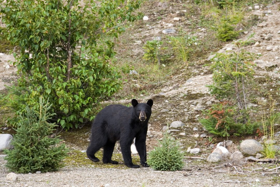 American Black Bear, Quebec Canada
