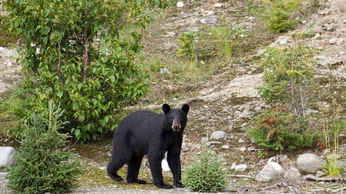American Black Bear, Quebec Canada