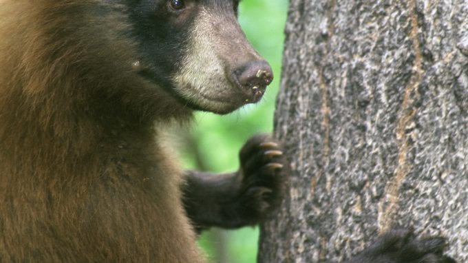 American Black Bear Standing by Tree