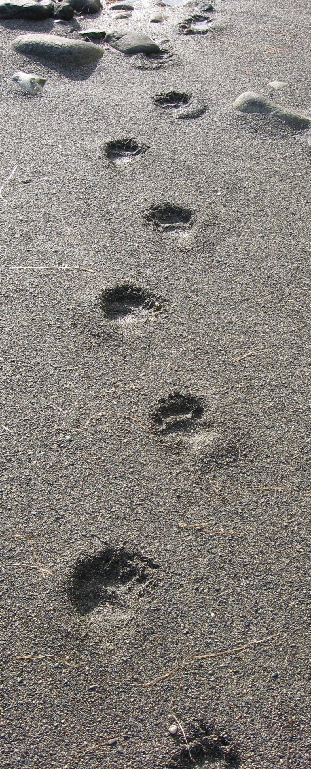 Black Bear Tracks in Sand