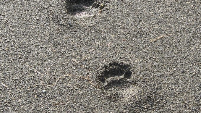 Black Bear Tracks in Sand