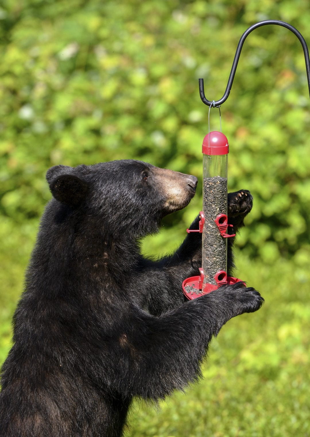 bear eating bird food