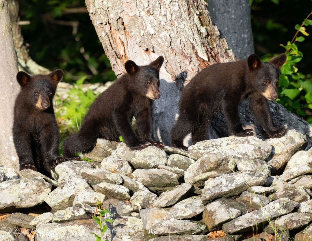 three bear cubs on a stone wall