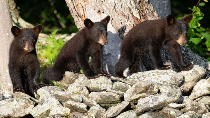 three bear cubs on a stone wall