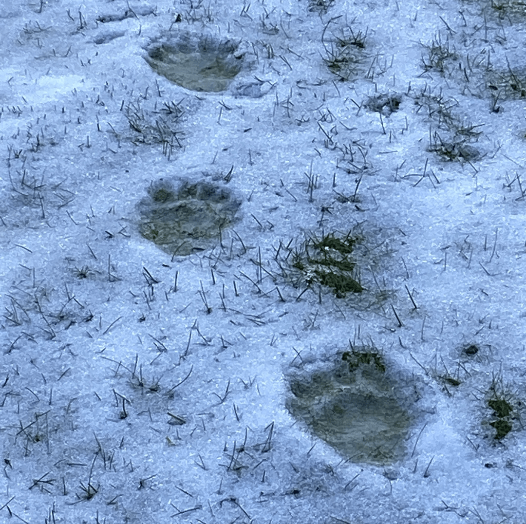 bear footprints in snow