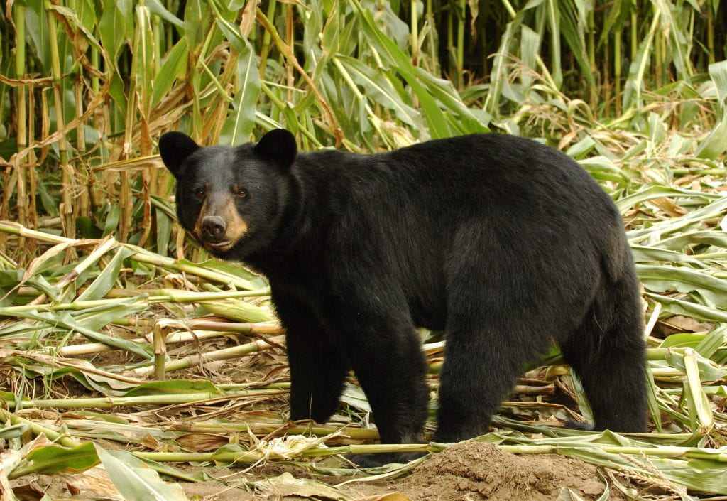 Black bear in a corn field